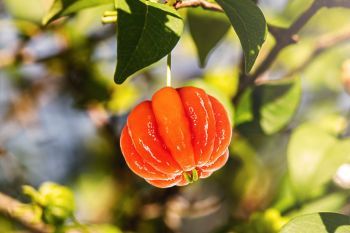 Okinawa Fruits Land