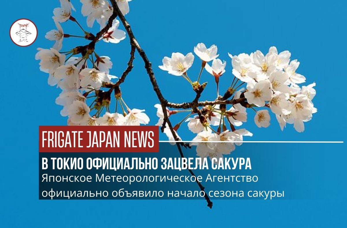 В Токио официально начался сезон цветения сакуры