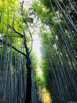 Бамбуковая Роща Сагано Bamboo Groves