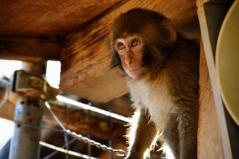 Посещение контактного  зоопарка в Хаконе