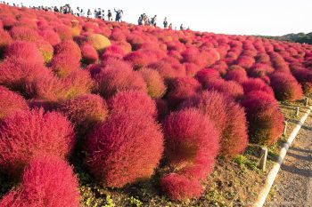 Приморский парк Хитати Hitachi Seaside Park