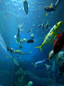 Океанариум Миядзима Miyajima Aquarium