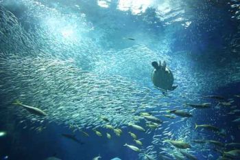 Океанариум Аква-Мир Aqua World Ibaraki Prefectural Oarai Aquarium