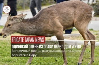 В Осаке определили имя для найденного оленя