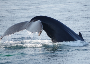 Наблюдения за китами на Окинаве, город Наха