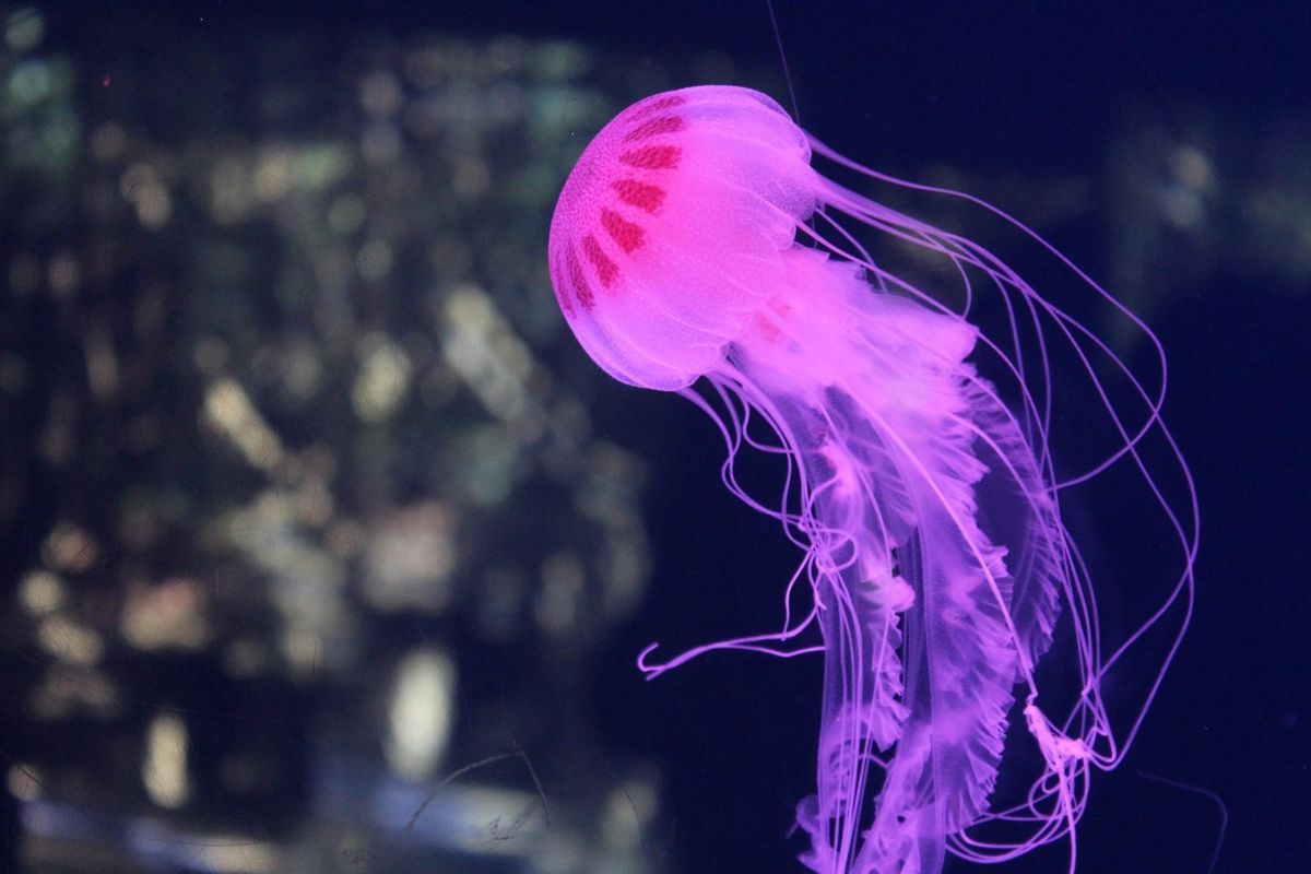 Аквариум медуз