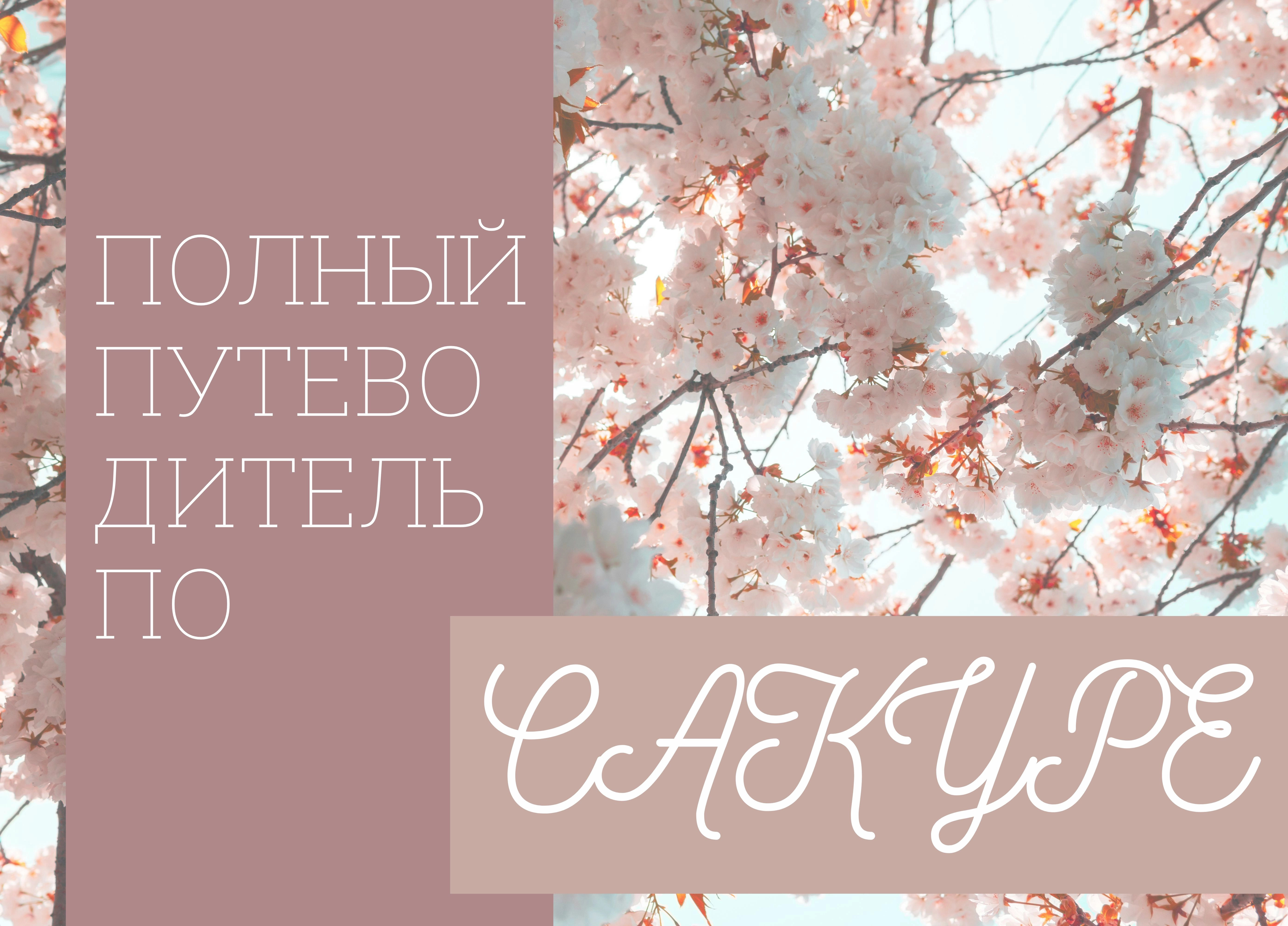 Полный путеводитель по сакуре!