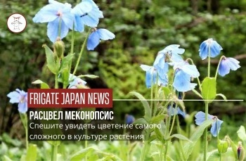 Успейте на цветение меконопсиса