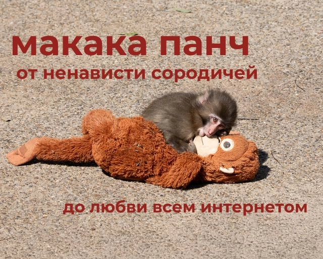 Панч-кун: детёныш макаки, которого полюбил весь интернет