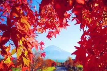 Красные листья японских кленов