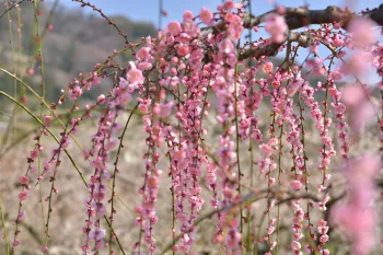 Японские сливы: первое цветение года
