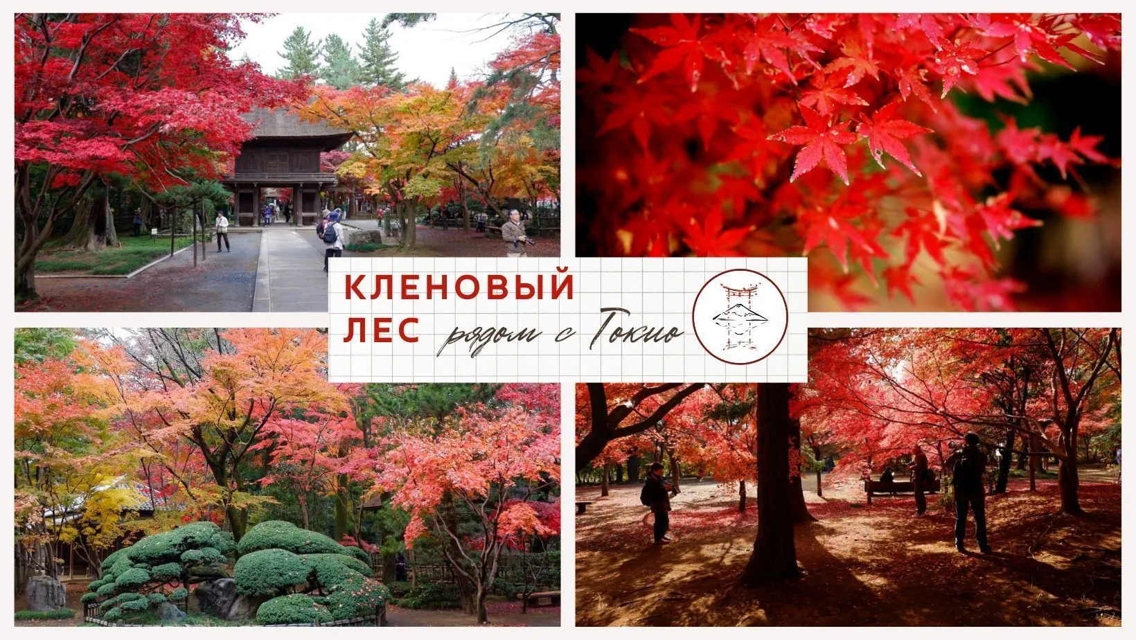 Кленовый лес на пороге Токио