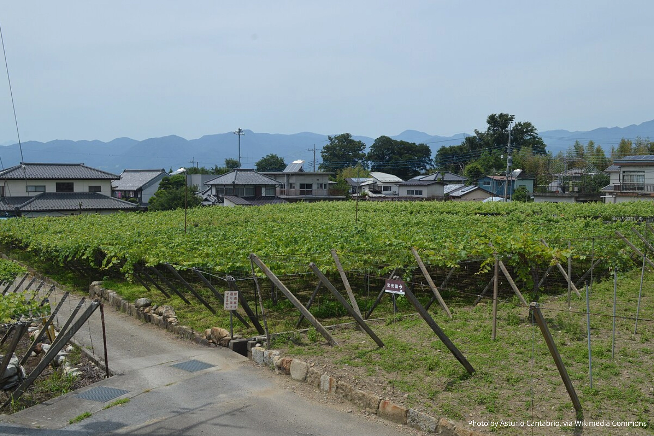 Винодельня Chichibu Wine Village