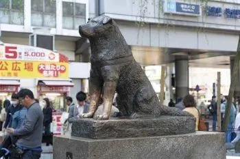 Станция Акита - Ину  Akita Dog Station