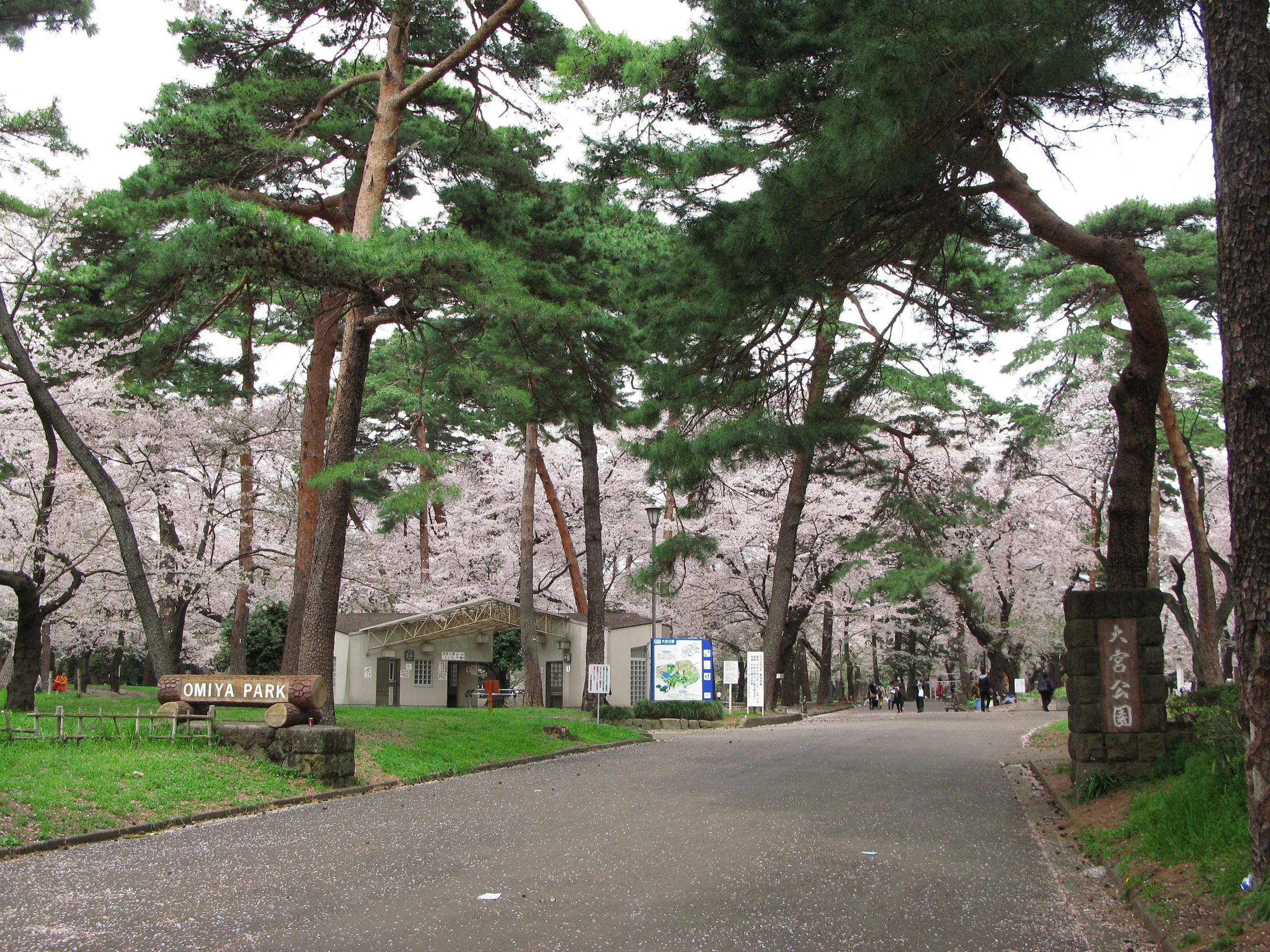 Удивительный вишневый лес на севере Токио