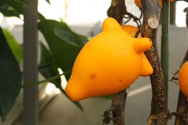 Фруктовая ферма Икэда Ikeda Tourism Fruit Farm