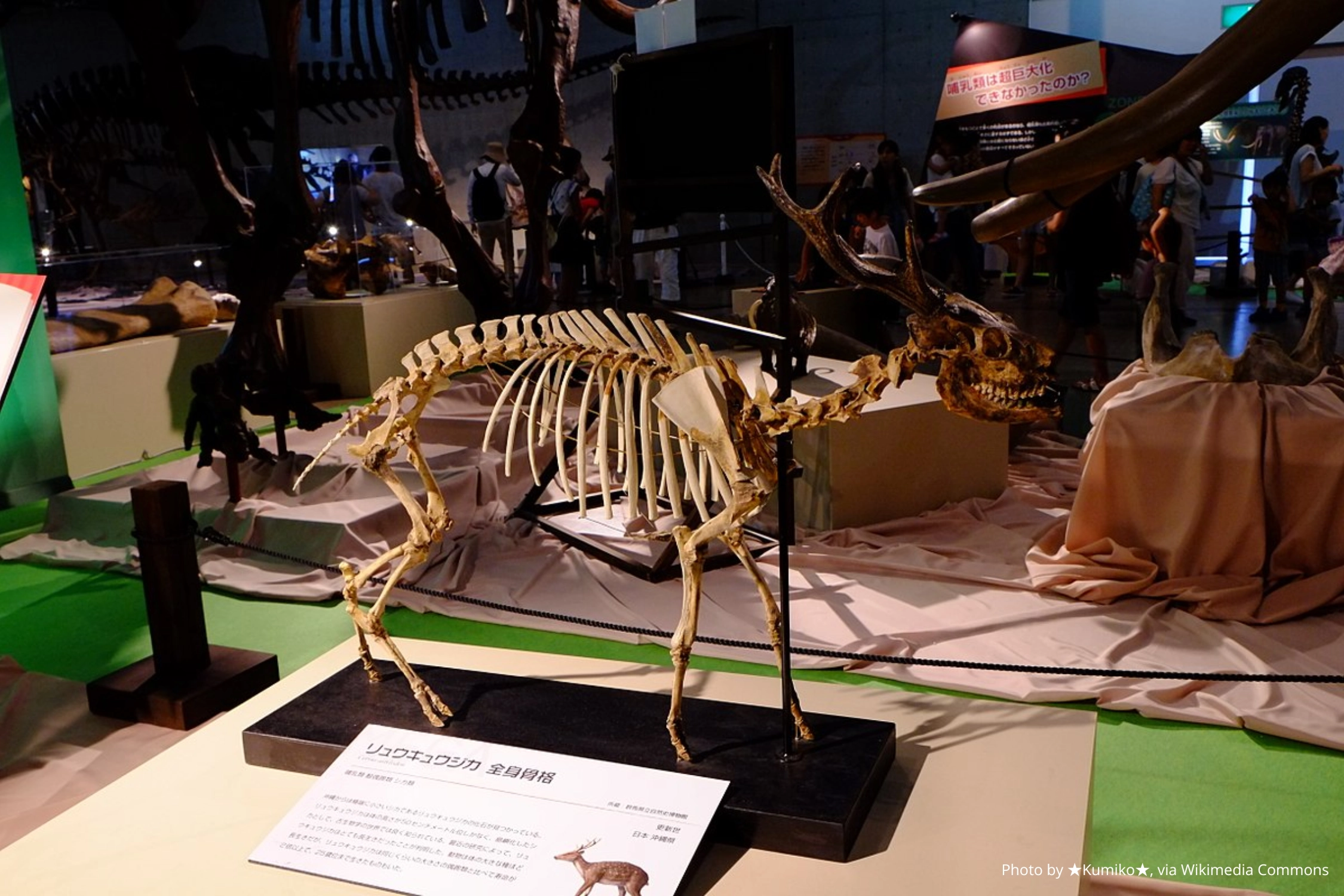 Музей естественной истории Гуммы 