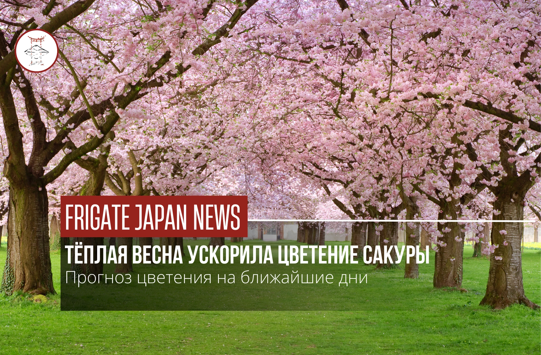 Эталонное дерево Сомей-Йосино зацвело в храме Ясукуни