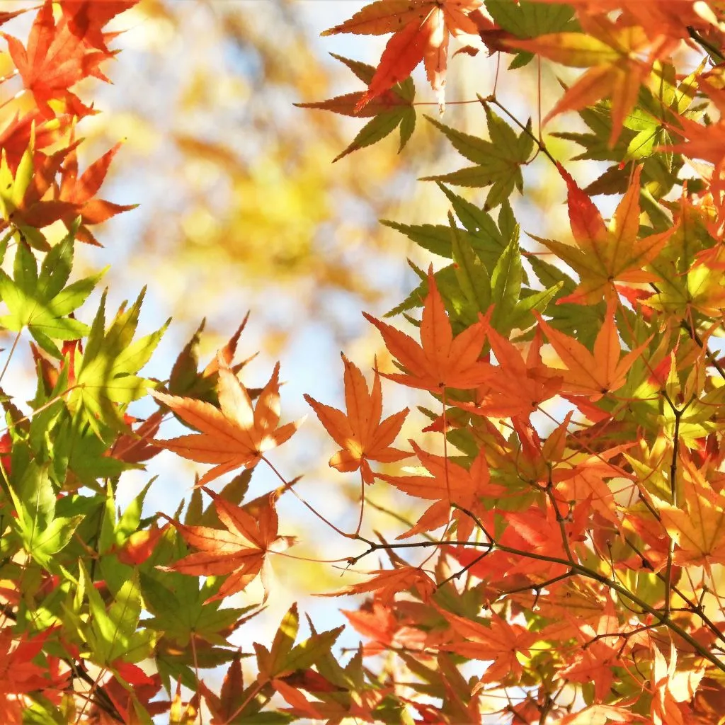 momiji8 (2).jpg