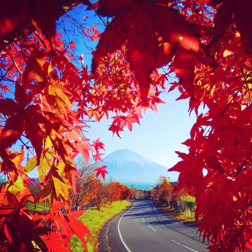 momiji89 (2).jpg