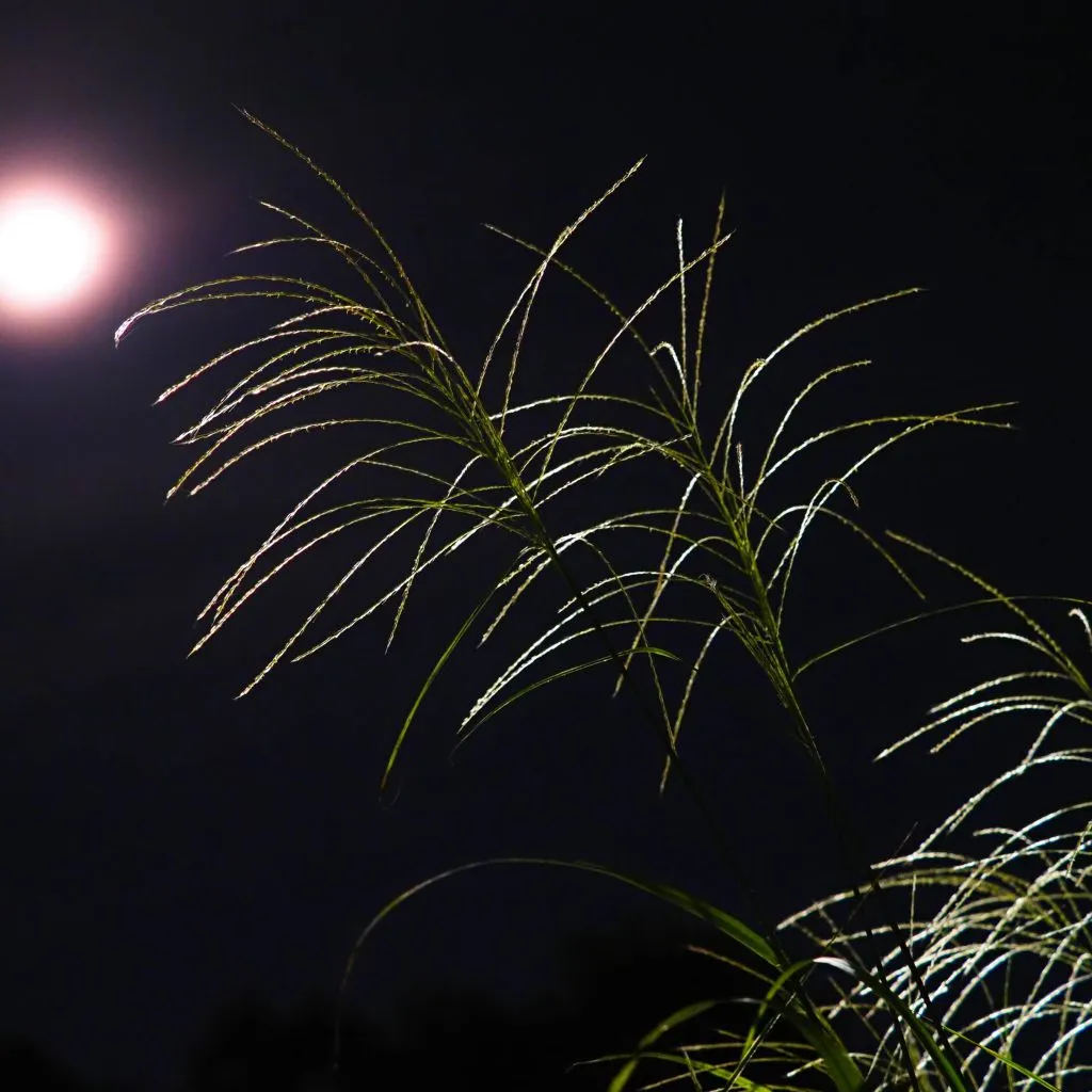 momimoon (2).jpg