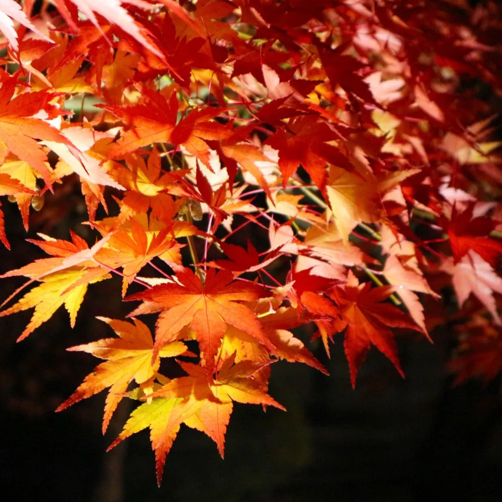 momiji89 (3).jpg