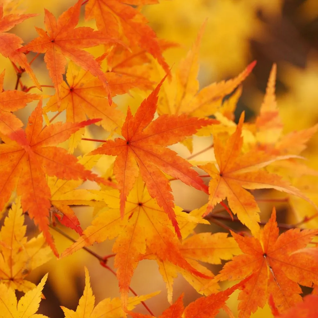 momiji89 (1).jpg