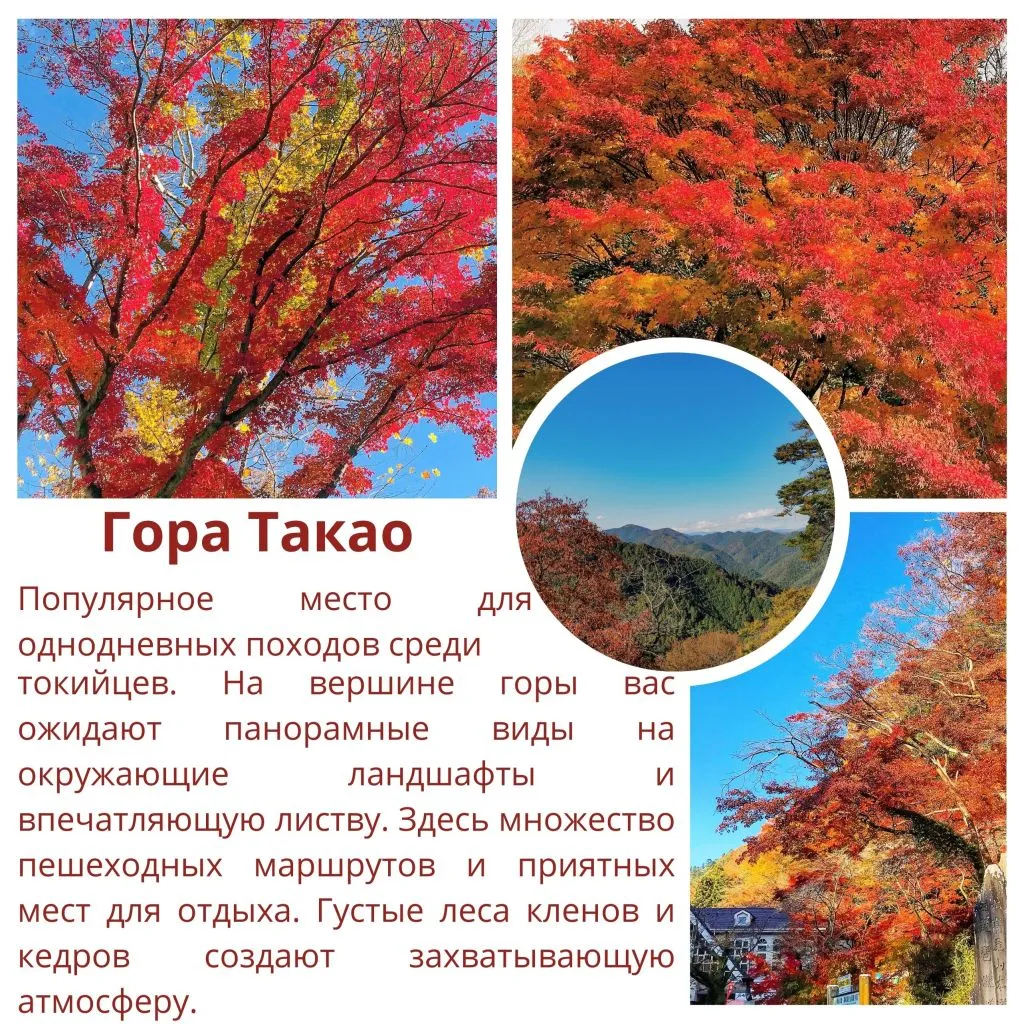 momitok1 (4).jpg
