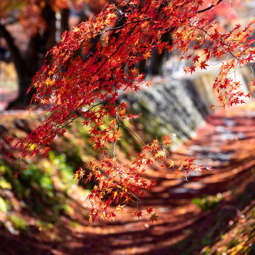 momiji8 (3).jpg